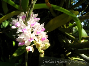 Thai orchid chiang mai gardens